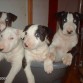 Mis cachorros con 2 meses